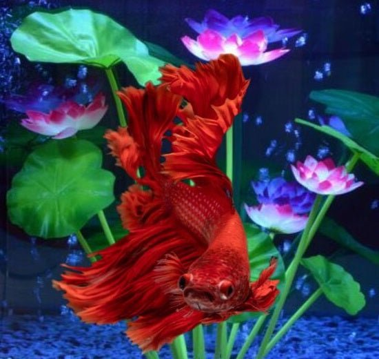 Betta Among the Lillies Diamond Painting Kit - Art by Sals - A Homespun Hobby
