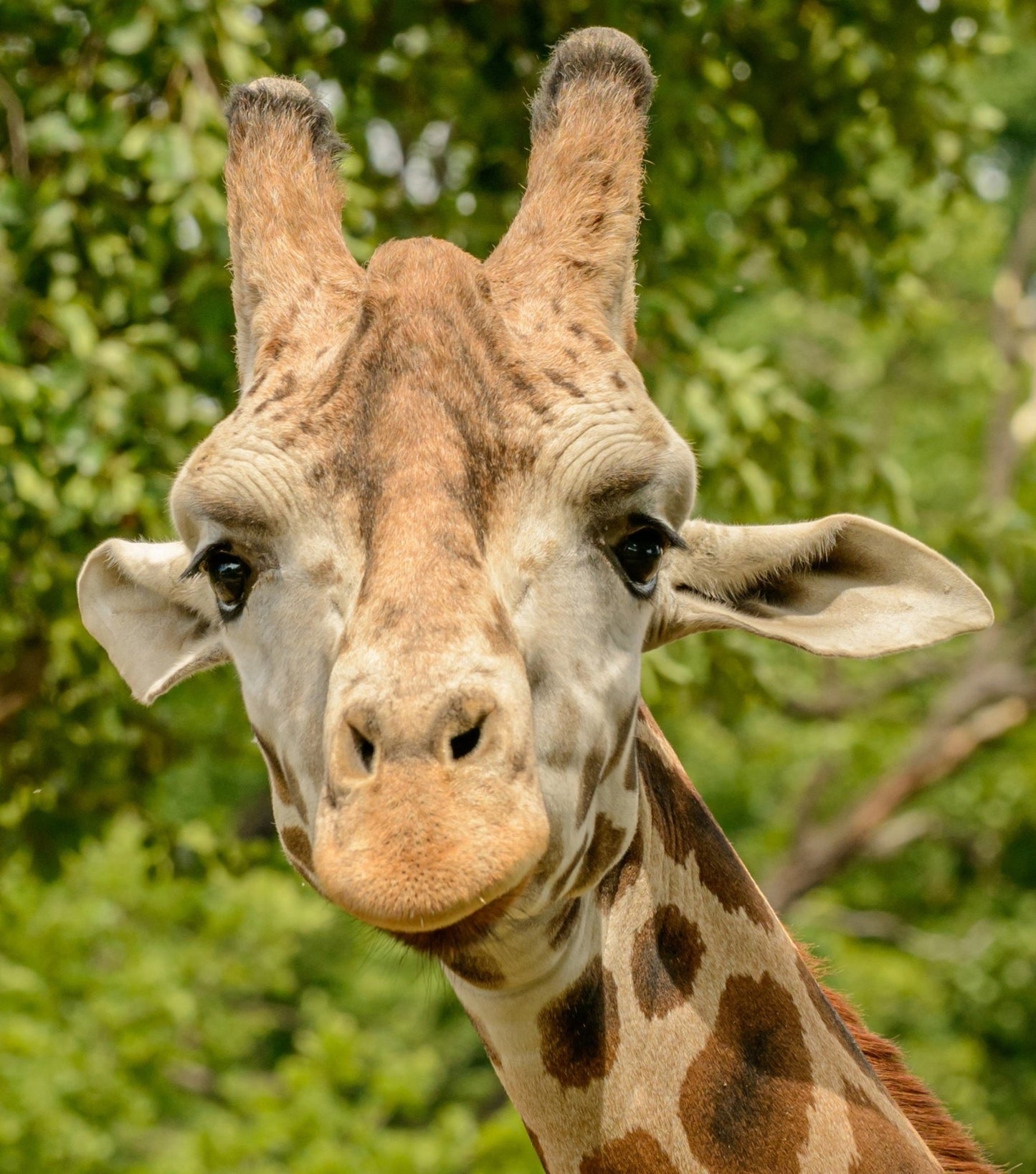 Giraffe Printable Diamond Painting Pattern - Square - Art by Sals - A Homespun Hobby