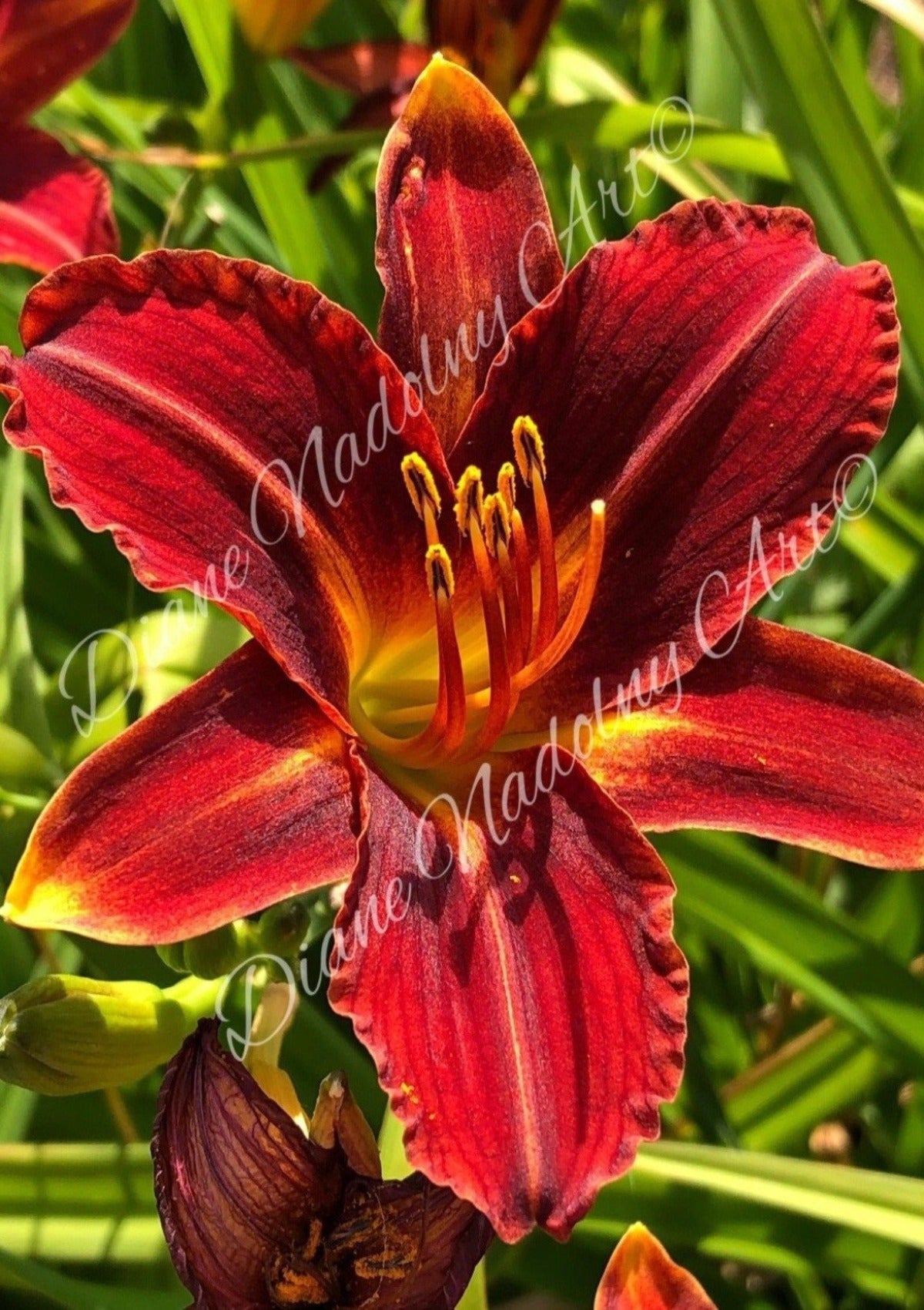 red spider lily painting Red Spider Lily Diamond Painting Kit