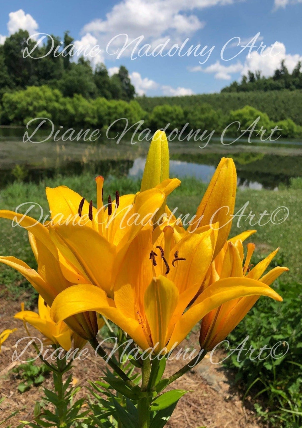 Summer Gold Diamond Painting Kit - by Diane Nadolny Art - A Homespun Hobby