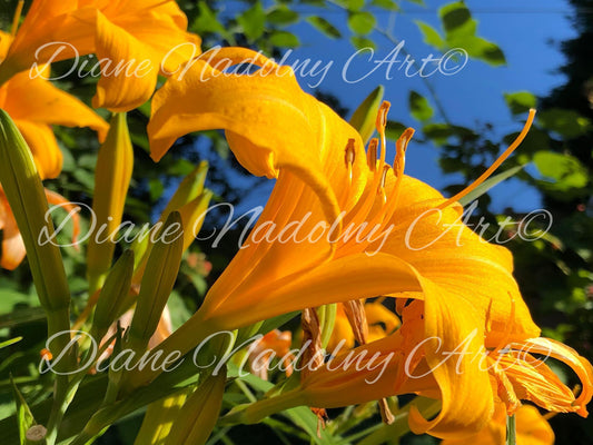 Wake to Face The Day Diamond Art Painting Kit - by Diane Nadolny Art - A Homespun Hobby