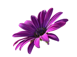 Purple Flower Printable Diamond Painting Pattern